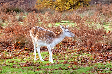 Fallow Deer at Knole Park, near Sevenoaks, Kent, England, United Kingdom, Europe