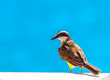 Great Kiskadee, (Pitangus Sulphuratus), a passerine bird common in Central and South America, Bermuda, Atlantic, North America