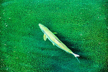 Tarpon (Megalops Atlanticus) chasing fry in Bailey's Bay, Bermuda, Atlantic, North America