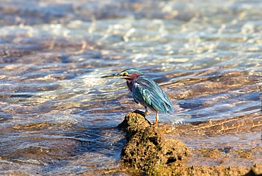 Green Heron (butorides virescens), Bermuda, North Atlantic, North America