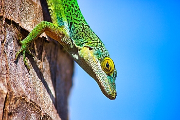 Antiguan Anole Lizard (Anolis Leachii), Bermuda, North Atlantic, North America