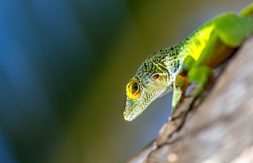 Antiguan Anole Lizard (Anolis Leachii), Bermuda, North Atlantic, North America