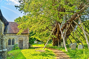 The Wilmington Yew, a yew tree believed to be at least 1600 years old, in the churchyard of St. Mary and St. Peter, Wilmington, East Sussex, England, United Kingdom, Europe