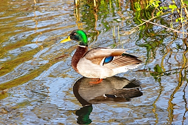 Male Mallard Duck (Anas platyrhynchos), East Sussex, England, United Kingdom, Europe