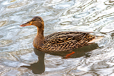 Female Mallard Duck (Anas platyrhynchos), East Sussex, England, United Kingdom, Europe