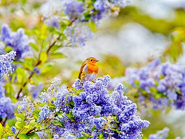 A European robin (Erithacus rubecula) sitting amid the blue flowers of a Ceanothus tree, a member of the buckthorn family.