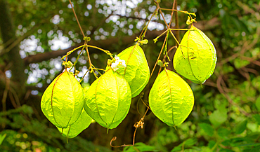 Chinese Lantern plant (Physalis alkekeng) seed pods, Bermuda, North Atlantic, North America