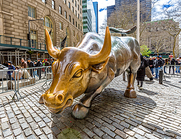 Charging Bull sculpture, near to Wall Street, installed in 1989 and symbolises the Financial Markets, New York City, United States of America, North America