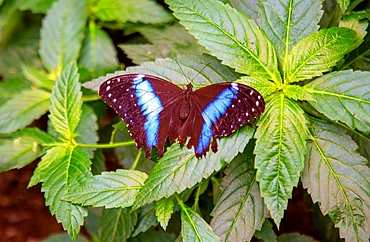 Morpho Achilles butterfly, Mindo, Ecuador, South America