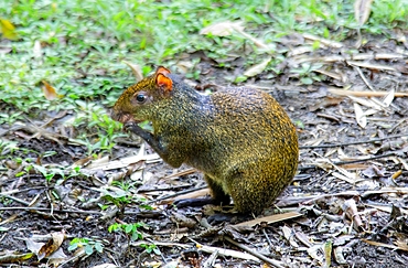 An Agouti, rodent related to guinea pigs, common in Middle and South America, Ecuador, South America