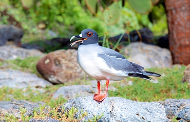 Adult Swallow-Tailed Gull, showing breeding season red rimmed eye, a nocturnal equatorial seabird, found almost exclusively in the Galapagos Islands, UNESCO World Heritage Site, Ecuador, South America