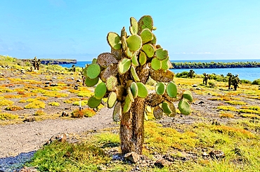 Opuntia (Prickly Pear) cacti on South Plaza island, Galapagos, UNESCO World Heritage Site, Ecuador, South America