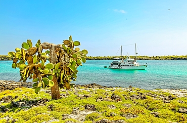 Opuntia (Prickly Pear) cacti on South Plaza island, Galapagos, UNESCO World Heritage Site, Ecuador, South America