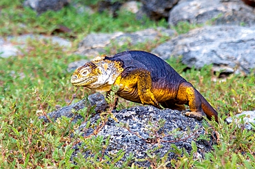 Galapagos Land Iguana (Conolophus subcristatus), can grow to five feet long and live for 60 years, South Plaza island, Galapagos, UNESCO World Heritage Site, Ecuador, South America