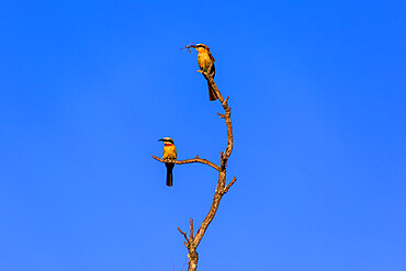 White Fronted Bee Eaters (Merops bullockoides) eat insects in a dead tree in the Welgevonden Game Reserve, South Africa, Africa