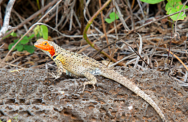 Lava Lizard (microlophus) on Floreana island, Galapagos, UNESCO World Heritage Site, Ecuador, South America