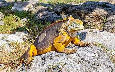 Galapagos Land Iguana (Conolophus subcristatus), large lizard can can grow to five feet long and live for 60 years, South Plaza island, Galapagos, UNESCO World Heritage Site, Ecuador, South America