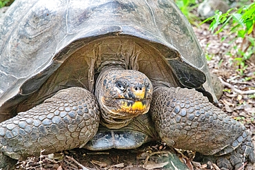 Galapagos Giant Tortoise (Geochelone chatamensis), can live to 100 years, on San Cristobal Island, Galapagos, UNESCO World Heritage Site, Ecuador, South America