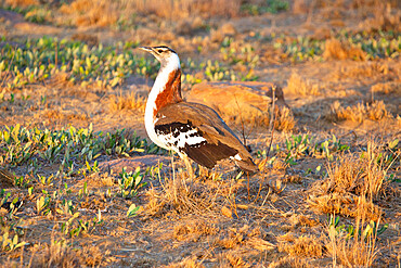 Male Denham's Bustard (Neotis denham) in Welgevonden Game Reserve, South Africa, Africa