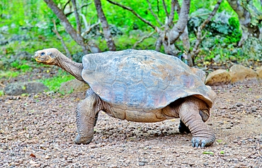 Galapagos Giant Tortoise (Chelonoidis chathamensis), can live for over 100 years, on San Cristobal island, Galapagos, UNESCO World Heritage Site, Ecuador, South America