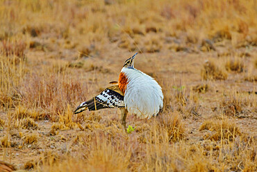 Male Denham's Bustard (Neotis denham) performing the Lek courtship display, puffing up his chest feathers to attract females, Limpopo, South Africa, Africa