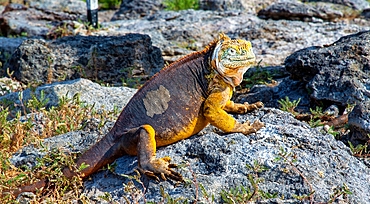 Galapagos Land Iguana (conolophus subcristatus), a large lizard species, that can grow up to five feet long and live 60 years, Galapagos, UNESCO World Heritage Site, Ecuador, South America