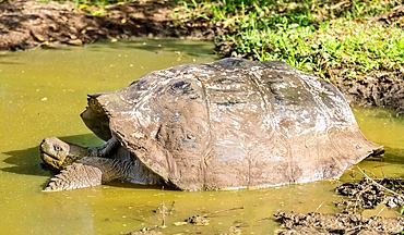 Galapagos Giant Tortoise (Chelonoidis chathamensis), can live for over 100 years, on San Cristobal island, Galapagos, UNESCO World Heritage Site, Ecuador, South America