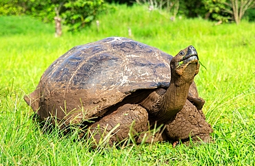 Galapagos Giant Tortoise (Chelonoidis chathamensis), can live for over 100 years, on San Cristobal island, Galapagos, UNESCO World Heritage Site, Ecuador, South America