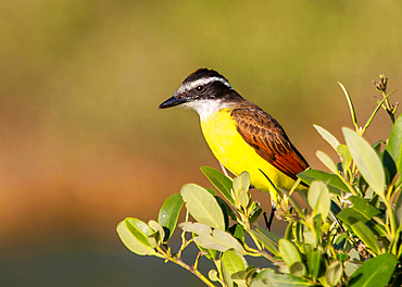 Great Kiskadee, (Pitangus Sulphuratus), a passerine bird common in Central and South America, Bermuda, Atlantic, North America