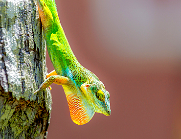 Antiguan Anole Lizard (Anolis Leachii), with dewlap extended, Bermuda, North Atlantic, North America