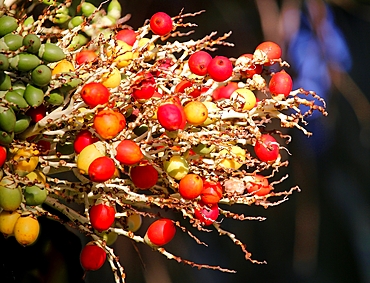 Palm Tree fruits, Bermuda, Atlantic, North America