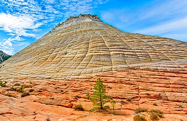 Checkerboard Mesa, a sandstone peak in Kane County, Zion National Park in Utah, USA. The distinctive checkerboard markings are the result of water freezing and expanding on the surface and traces of long disappeared sands. It stands some 900 feet high.