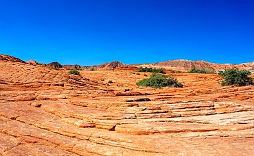 Petrified sand dunes, White Canyon State Park, Red Cliffs Desert Reserve near St. George, Utah, United States of America