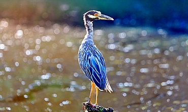 Yellow Crowned Night Heron (Nyctanassa Violacea), wading bird of the Americas that feeds on crustacea, Bermuda, Atlantic