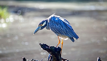 Yellow Crowned Night Heron (Nyctanassa Violacea), a wading bird found in the Americas that feeds on crustacea, Bermuda, Atlantic, Central America