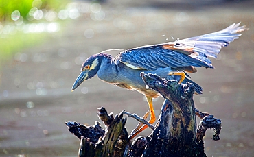 Yellow Crowned Night Heron (Nyctanassa Violacea), wading bird of the Americas that feeds on crustacea, Bermuda, Atlantic