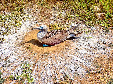 Blue footed booby (sula nebouxii) incubating eggs at Punta Pitt, San Cristobal Island, Galapagos, UNESCO, Ecuador