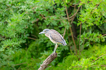 Juvenile Yellow Crowned Night Heron (Nyctanassa Violacea), a wading bird found in the Americas that feeds on crustacea, Bermuda, Atlantic, Central America