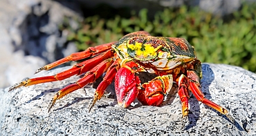 Sally Lightfoot Crab in the Galapagos Islands, Eucador. Also known as the Red Rock Crab they are omnivores and common on the west coast of South America.