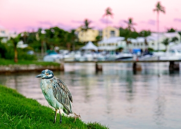 Yellow Crowned Night Heron (Nyctanassa Violacea), wading bird of the Americas that feeds on crustacea, Bermuda, Atlantic