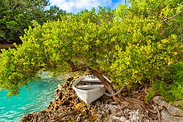 Rowing boat chained to a tree. Tucker's Town, Bermuda.