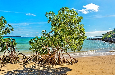 Mangrove trees on the beach at Blue Hole Park, Bermuda.