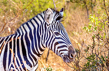 Zebra at Welgevonden Game Reserve, Limpopo, South Africa, Africa