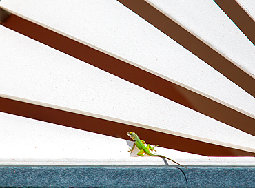 Antiguan Anole Lizard (Anolis Leachii), Bermuda, North Atlantic, North America