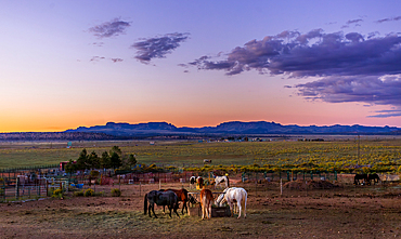 Horses at sunset outside the rodeo at Bryce Canyon City, Utah, United States of America.