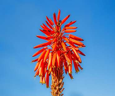Candelabra aloe (Aloe arborescens) flower. The plant is also known as krantz aloe and is a flowering succulent common in South Africa, Australia and California.