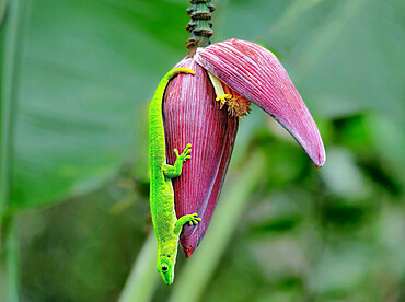 Giant Madagascar Day Gecko (Phelsuma grandis) hanging from a banana tree, Nosy Be, North West Madagascar, Indian Ocean, Africa