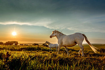 Horses at sunset on Beachy Head, East Sussex, England, UK, part of the South Downs National Park .