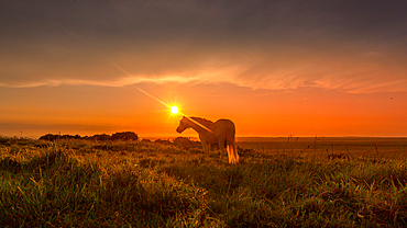 Horses at sunset on Beachy Head, East Sussex, England, UK, part of the South Downs National Park..
