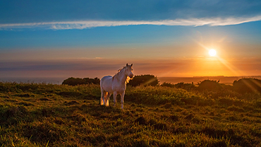 Horses at sunset on Beachy Head, East Sussex, England, UK, part of the South Downs National Park.
